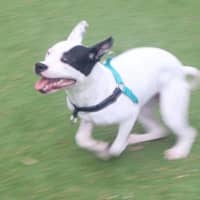 Photo of Daisy