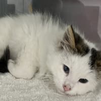 Photo of Kimba