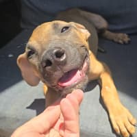 Photo of Theodore   16 Week Old Mixed Breed (Trial)