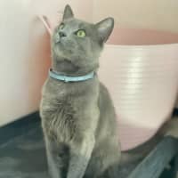 Photo of Memphis (9183)