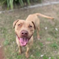 Photo of Whiskey (9989)