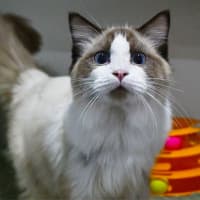 Photo of Mungojerrie