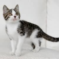 Photo of Otis