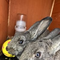 Photo of Simon & Theodore