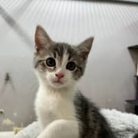 Photo of Loki