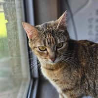 Photo of Willow