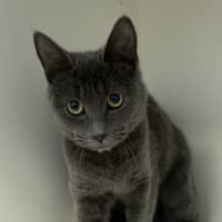 Photo of Penny