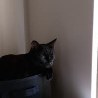 Photo of Salem