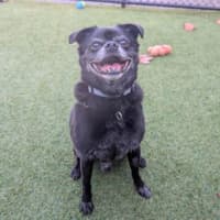Photo of Cosmo