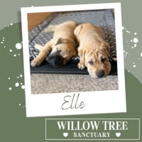 Photo of Elle
