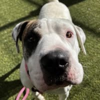 Photo of Patch