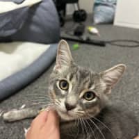 Photo of Chex