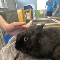 Photo of Moppsy