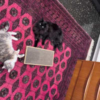 Photo of Susan Uffelman