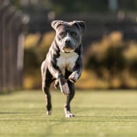 Photo of Gus Imp 1484