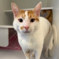 Photo of Pea