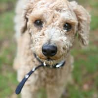 Photo of Little Ted