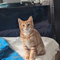 Photo of Fred (Ginger)