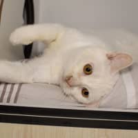 Photo of Marshmallow