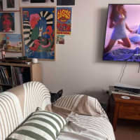 Photo of Bingo, The Greyhound