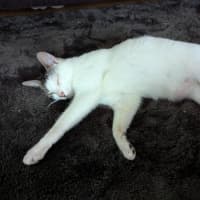 Photo of Simba