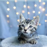 Photo of Ziggy Stardust