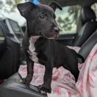 Photo of Nugget