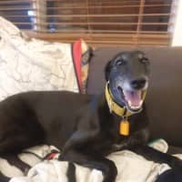 Photo of Yoko, The Greyhound