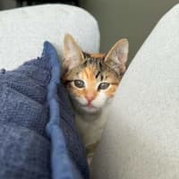 Photo of Vixen