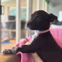 Photo of Cora