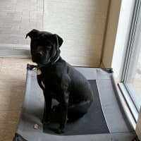 Photo of Sox (Nexie)