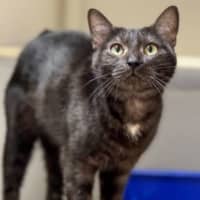 Photo of Alice