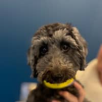Photo of Nora   14 Month Old Dachshund X Poodle