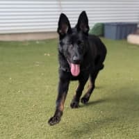 Photo of Bramble