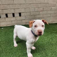 Photo of Marty   8 Week Old Cattle Dog X