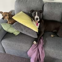 Photo of Sky   14 Month Old Staffy X