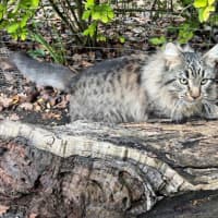 Photo of Aurelian Silvanus