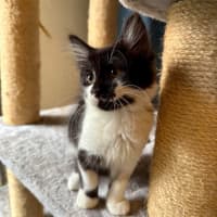 Photo of Puffin   Located In Templestowe