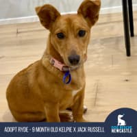 Photo of Honey   9 Month Old Kelpie X Jack Russell 