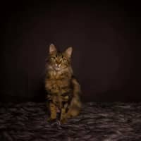 Photo of Bella
