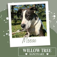 Photo of Moose