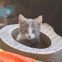 Photo of Mozart ** 2nd Chance Cat Rescue**