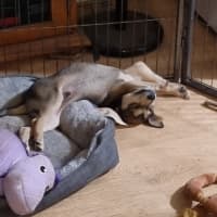 Photo of Balto (Spyro)