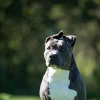 Photo of Ghost