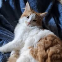 Photo of Banjo