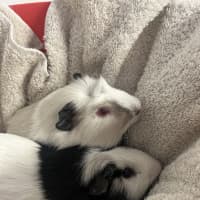 Photo of Nibbleton & Haystack