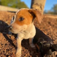 Photo of Bandit
