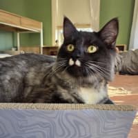 Photo of Nero (Was Fun Guy)