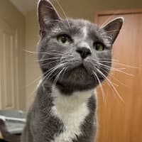 Photo of Smokey