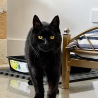 Photo of Iris
